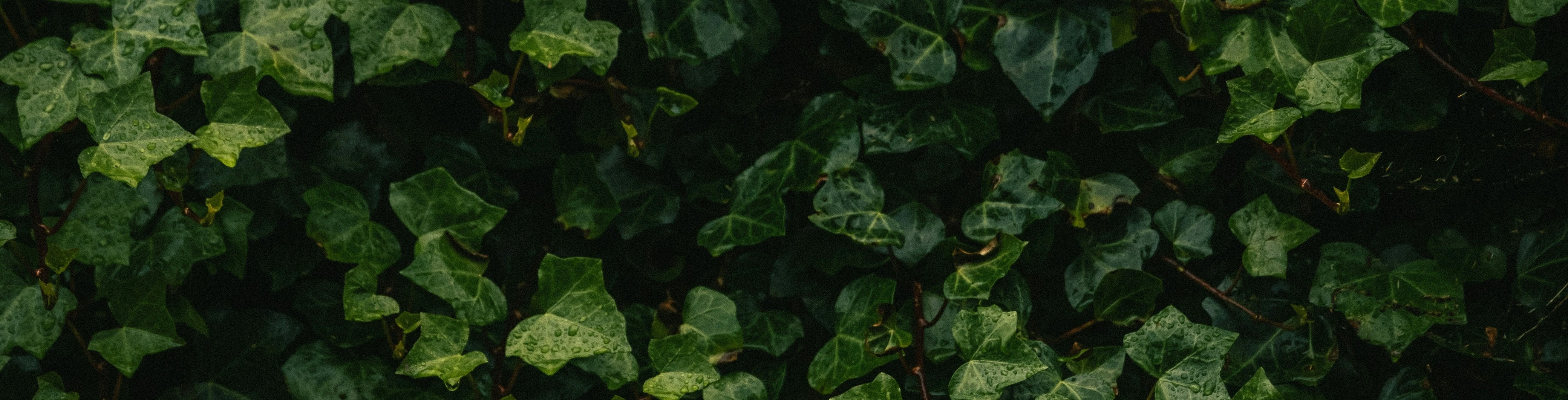 Ivy Leaves